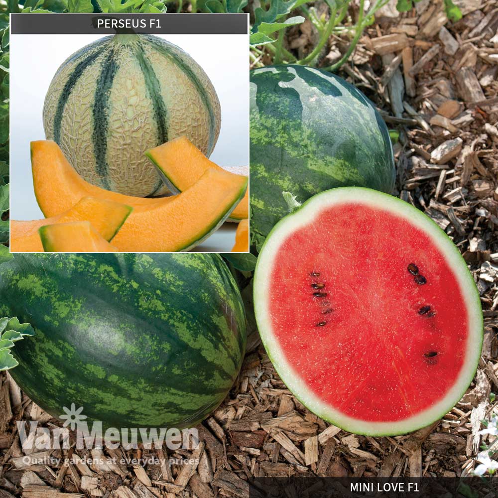Melon Grafted Duo