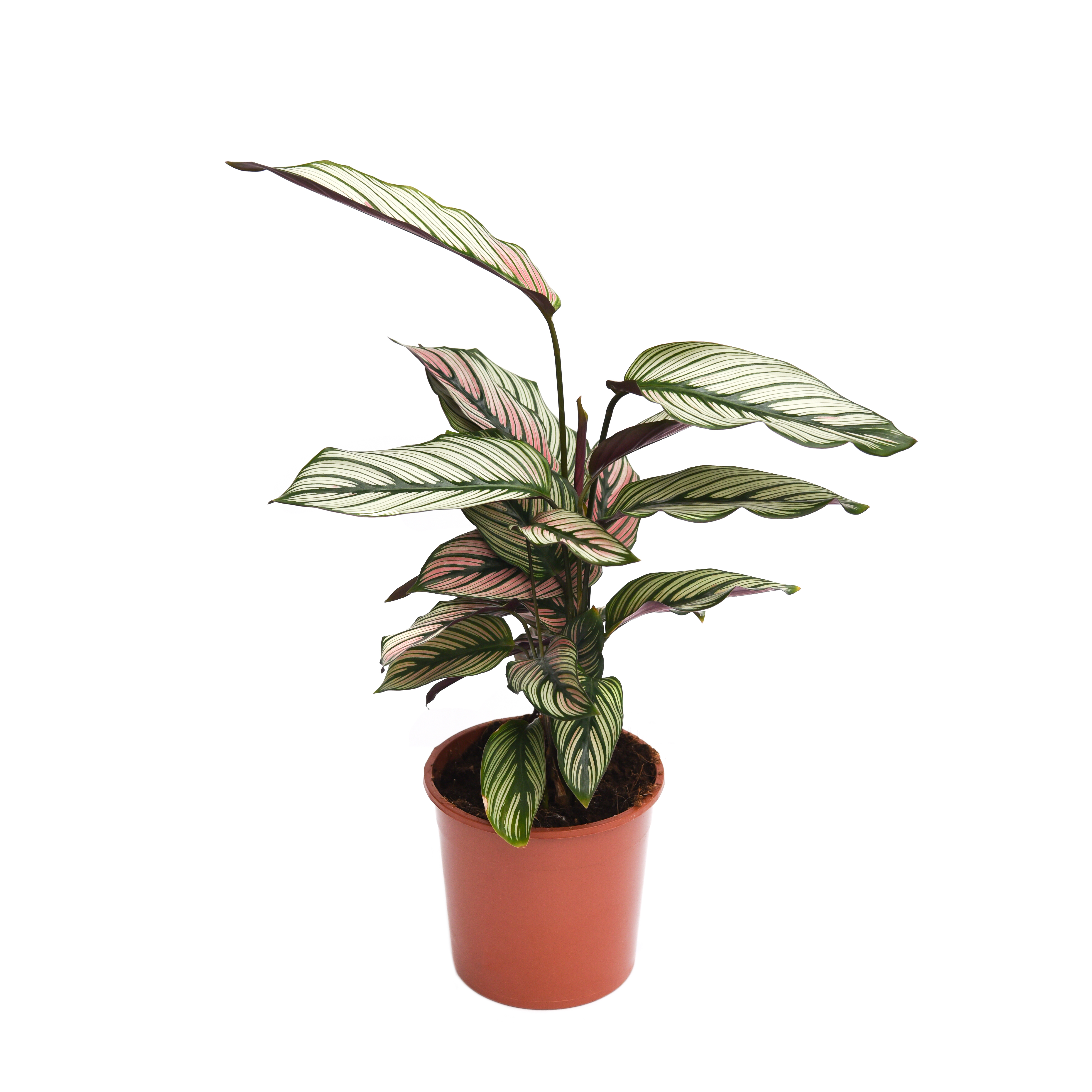 Calathea 'Whitestar' (House Plant)