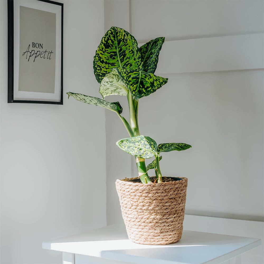 Dieffenbachia 'Reflector' (House Plant)