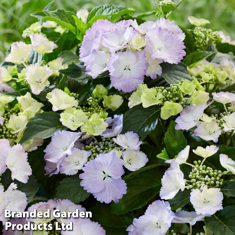 Hydrangea 'Angel Wings Blue'