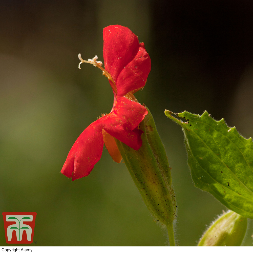 Mimulus 'Cardinalis'