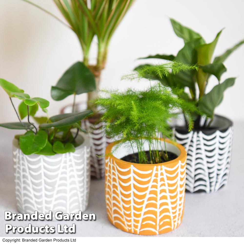 Mini Jungle Mix in Decorative Croco Pots