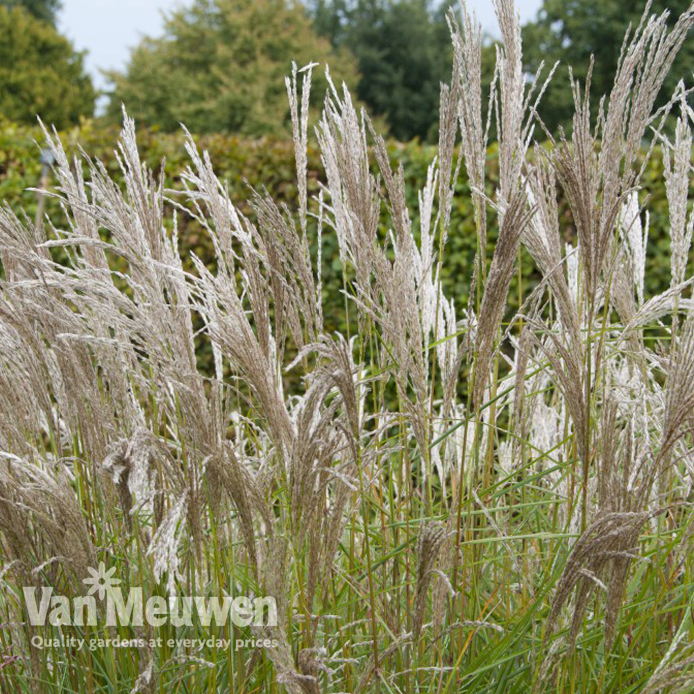 Miscanthus sinensis 'Kleine Silberspinne'