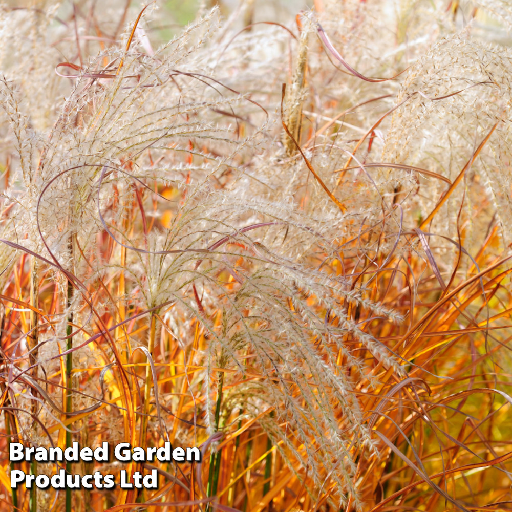 Miscanthus 'Indian Summer'