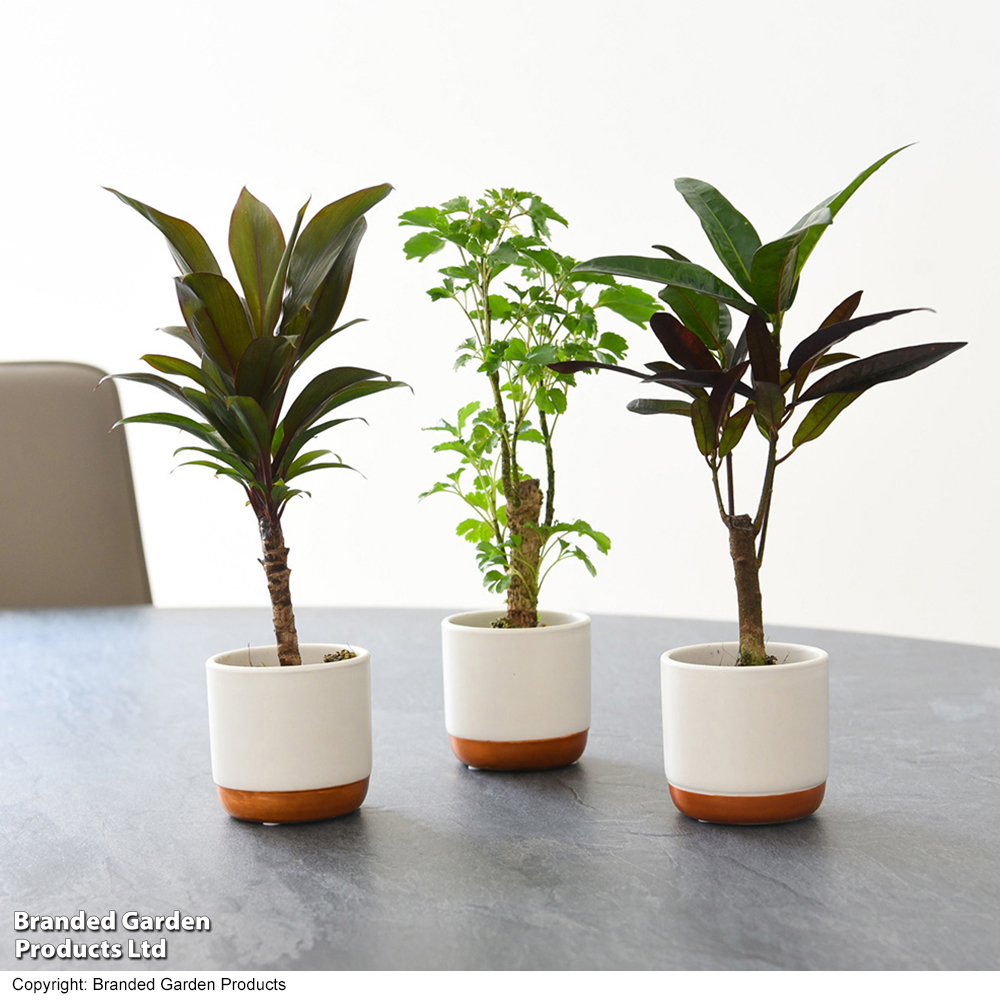 Tropical Houseplant Mix - Gift