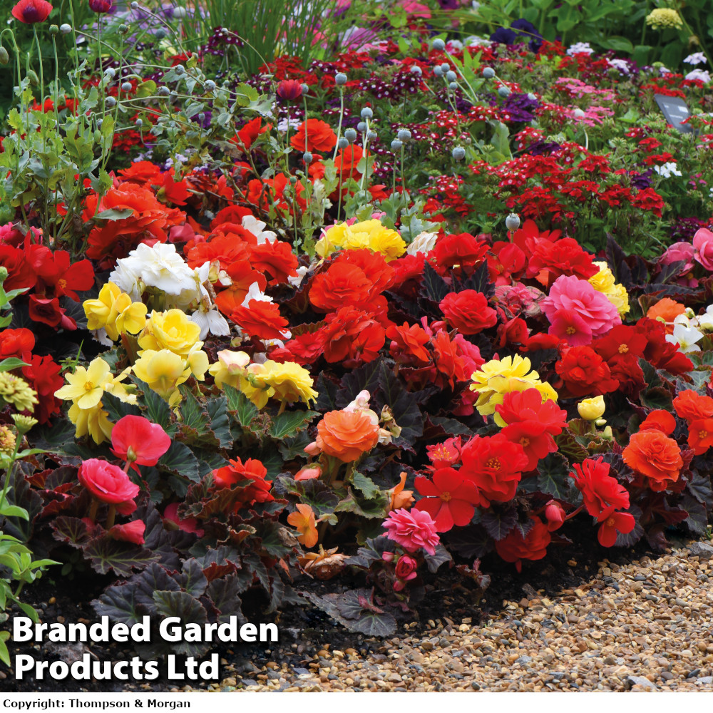 Begonia x tuberhybrida 'Non-stop Mocca'