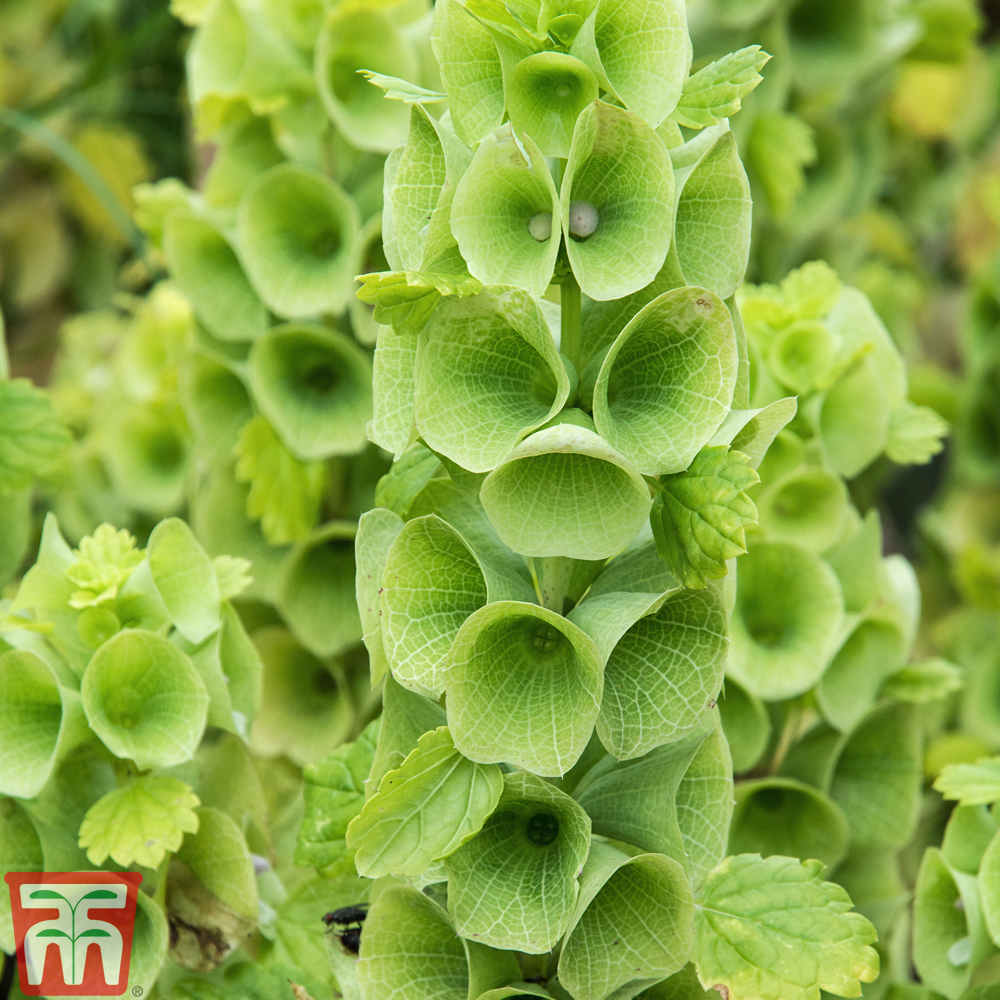 Moluccella laevis 'Bells Of Ireland'