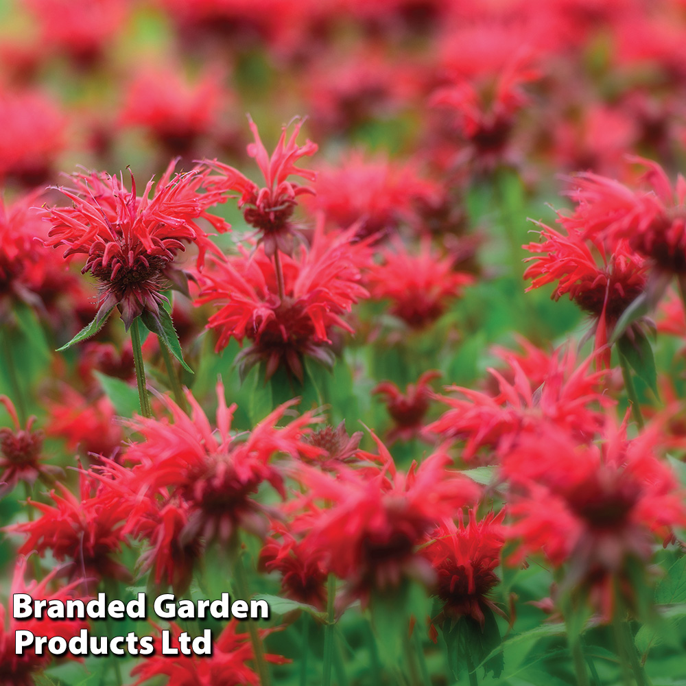 Monarda 'Cambridge Scarlet' at Van Meuwen