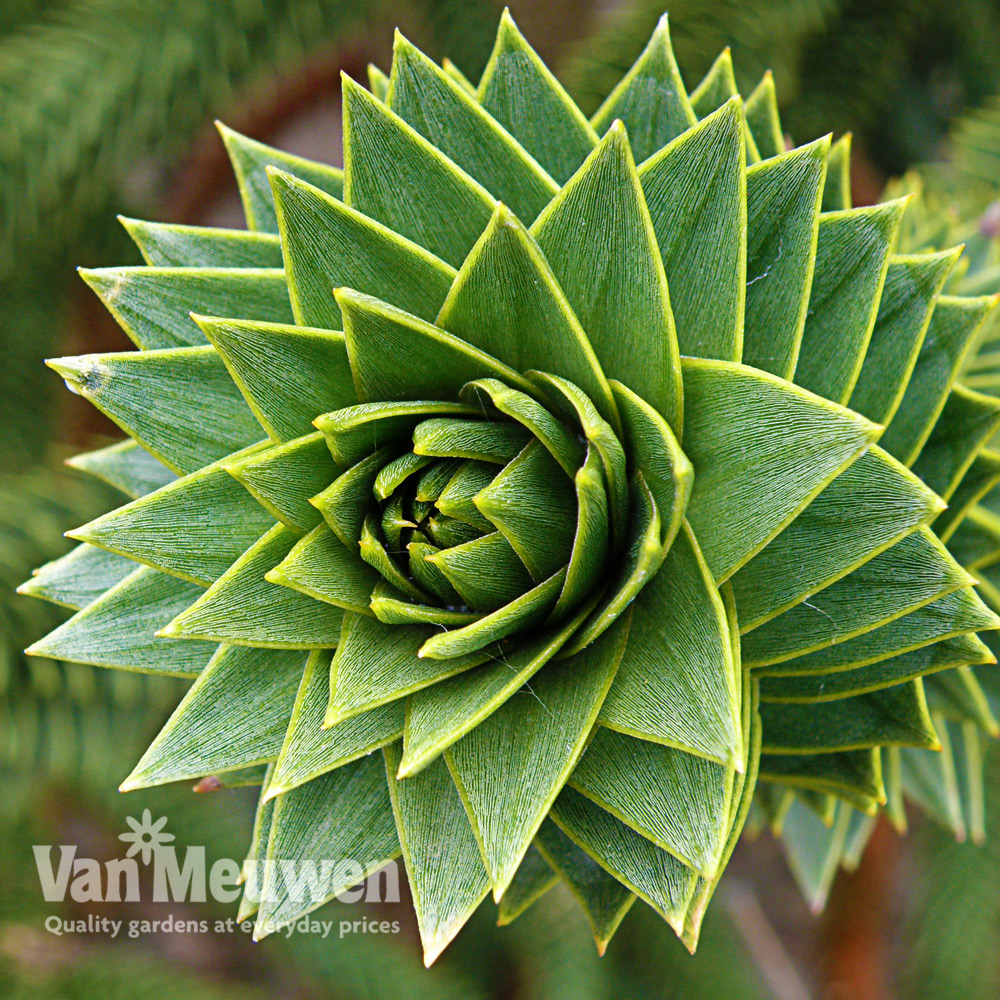 Monkey Puzzle Tree