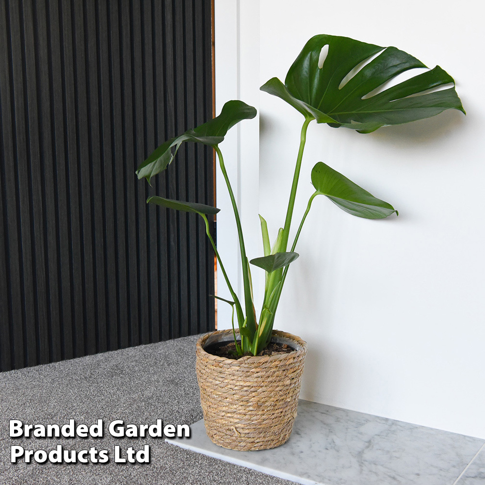 Monstera Deliciosa - 'Hole plant' Planter Monstera dans un pot de gazon 