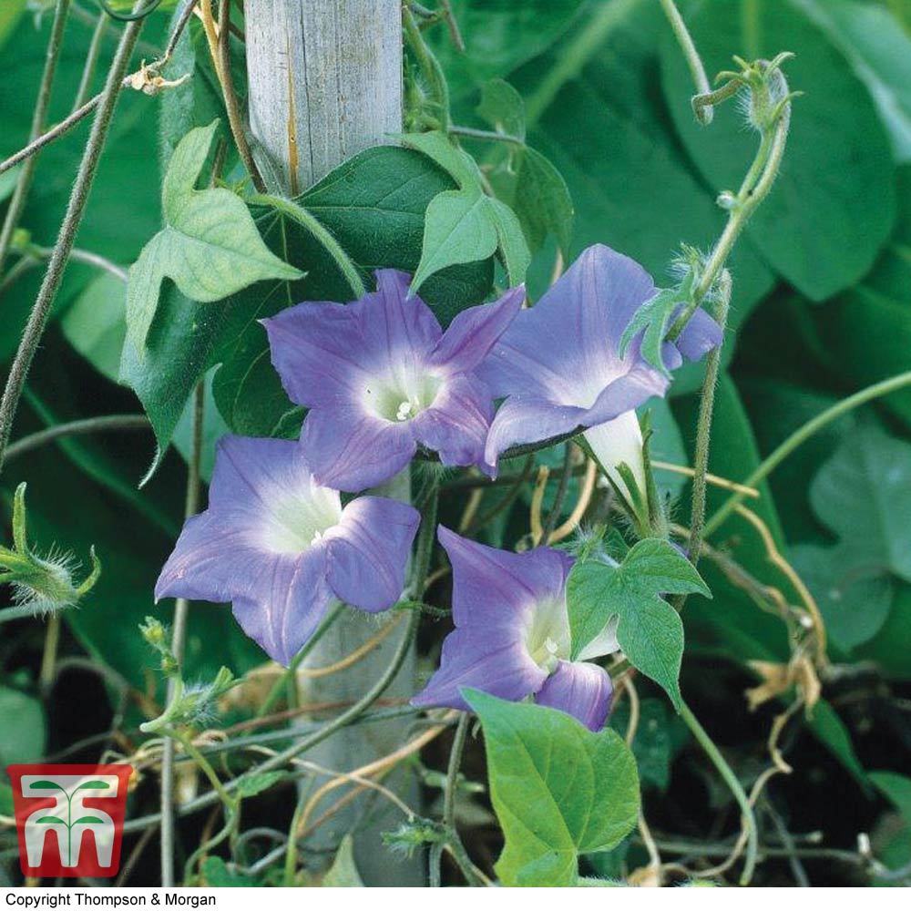 Morning Glory 'Mini Sky Blue'