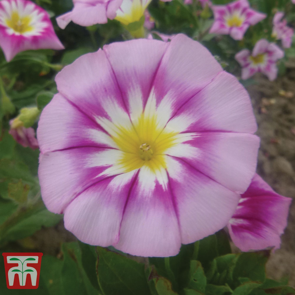 Morning Glory 'Ensign Rose'