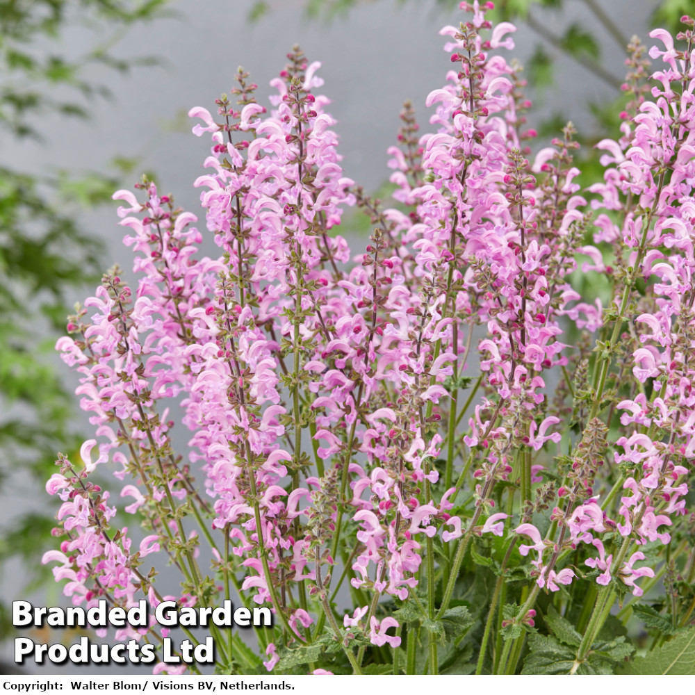 Salvia 'Fashionista Moulin Rouge'