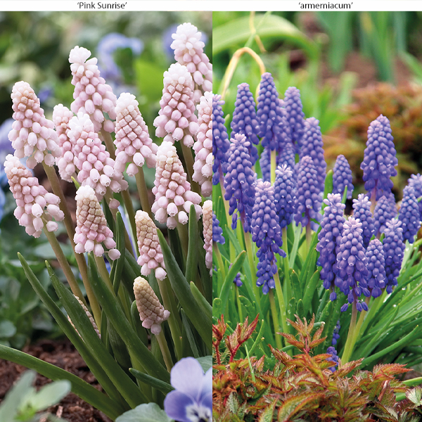 Muscari Duo