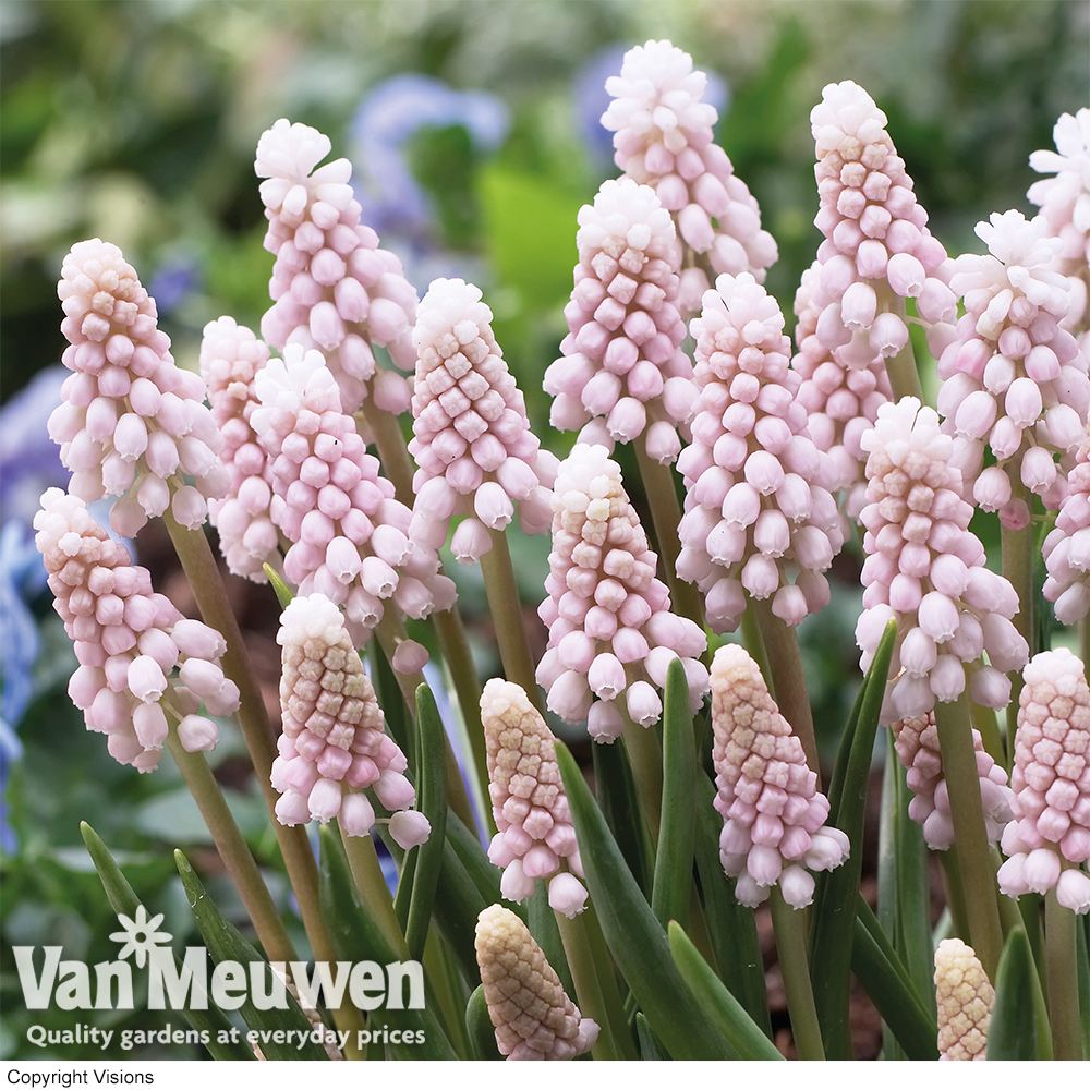 Muscari 'Pink Sunrise'