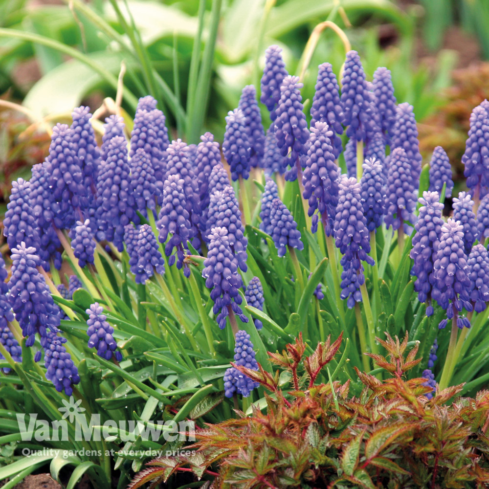 Muscari armeniacum