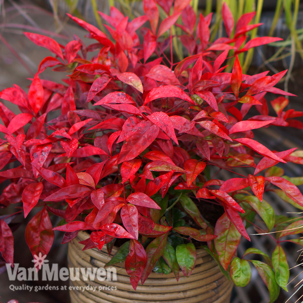 Nandina domestica 'Blush Pink'