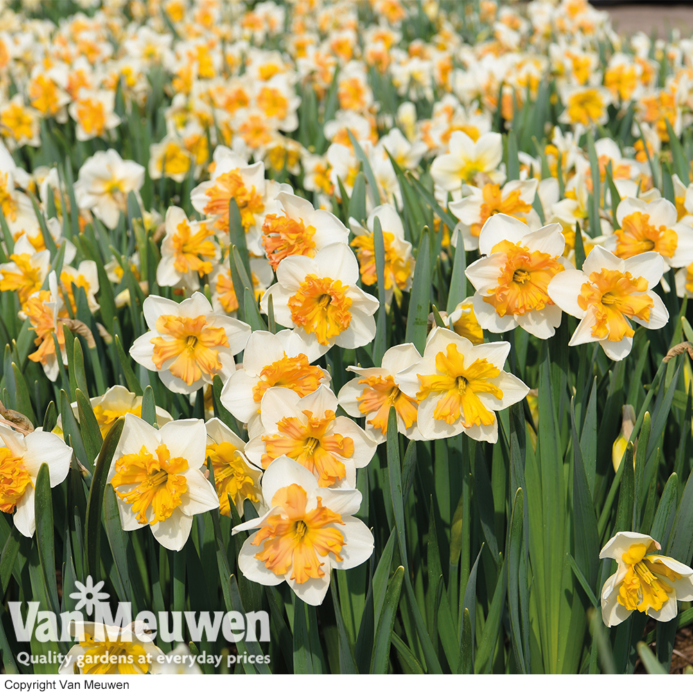 Narcissus 'Hungarian Rhapsody'