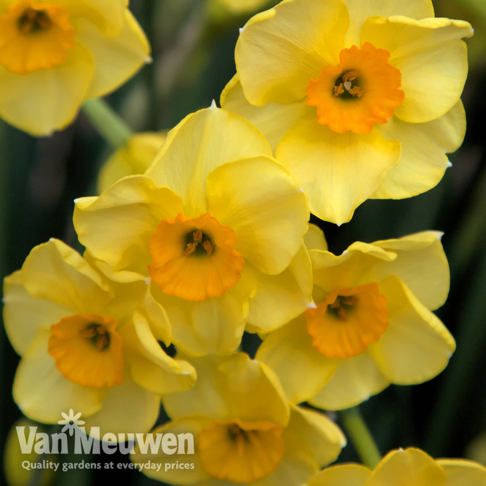 Daffodil 'Golden Dawn'