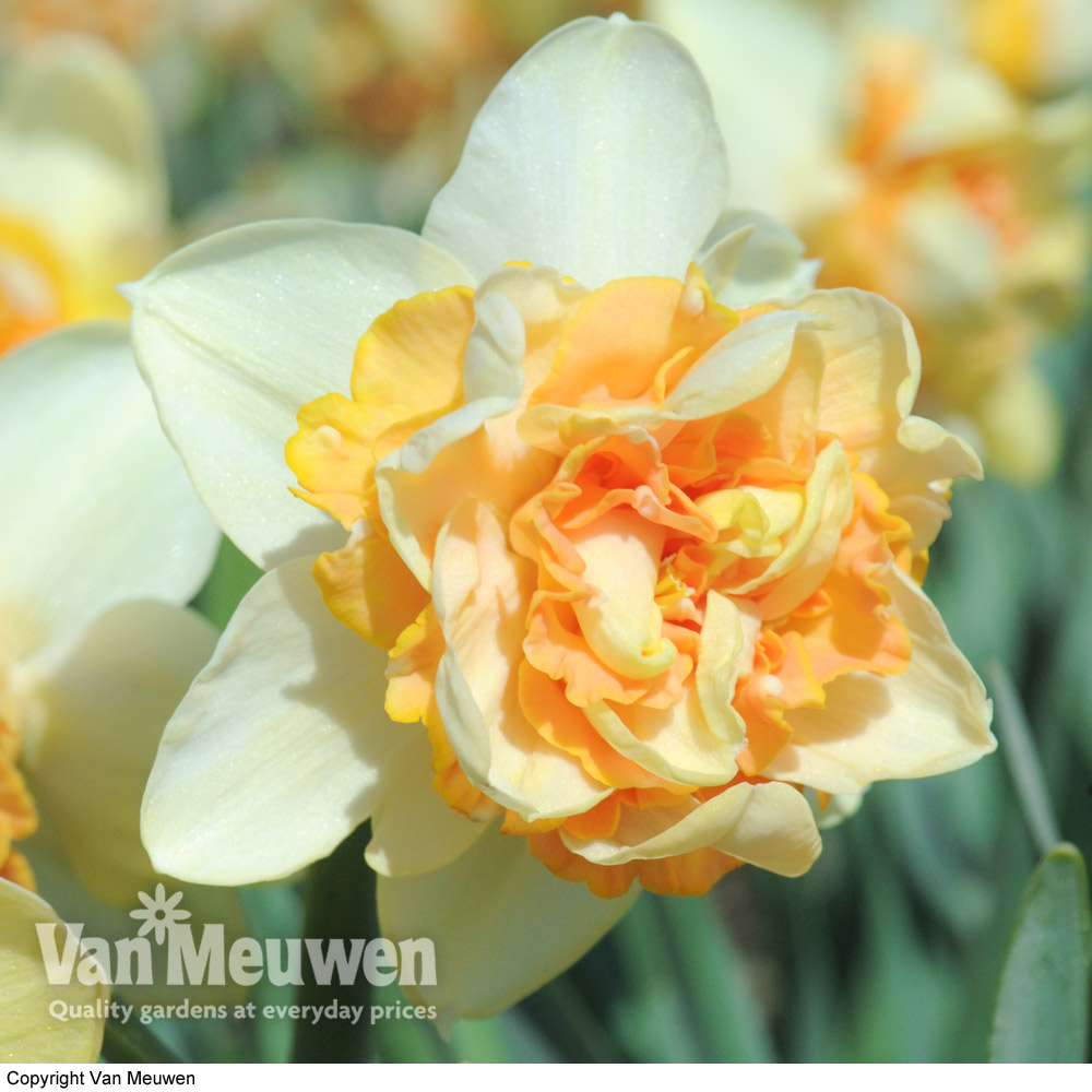 Daffodil 'Peach Cobbler'