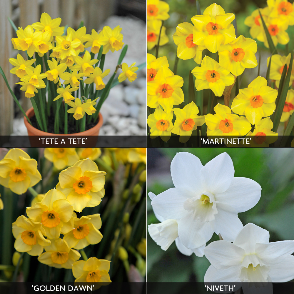Image of Daffodil 'Dwarf Collection'
