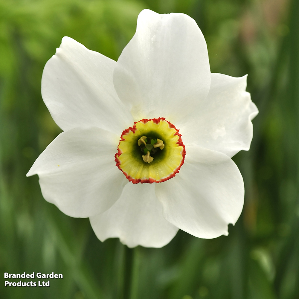 Narcissus 'Sagana'