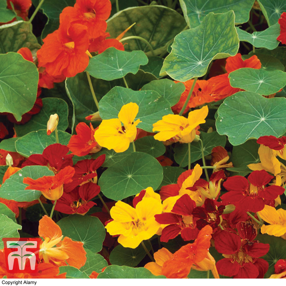 Nasturtium 'Whirlybird Mixed'