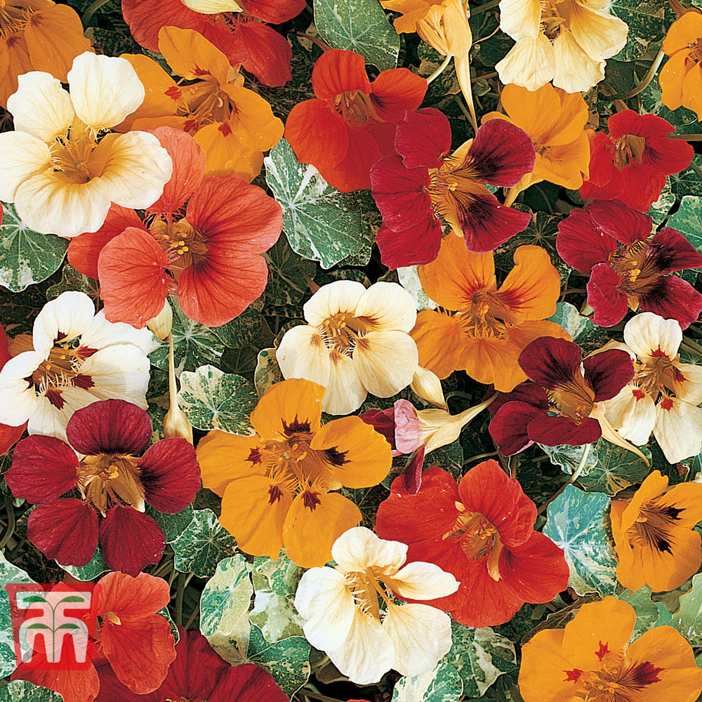 Nasturtium 'Jewel of Africa'