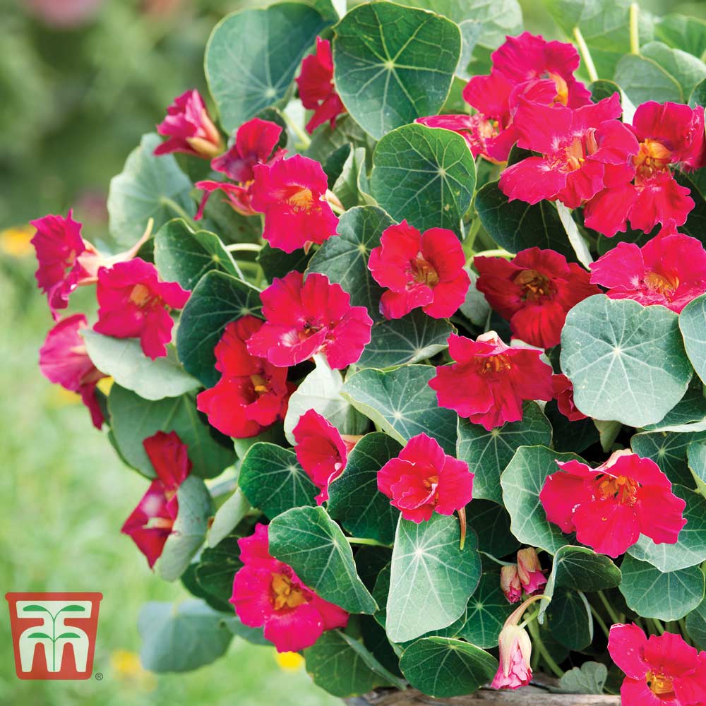 Nasturtium 'Baby Deep Rose'