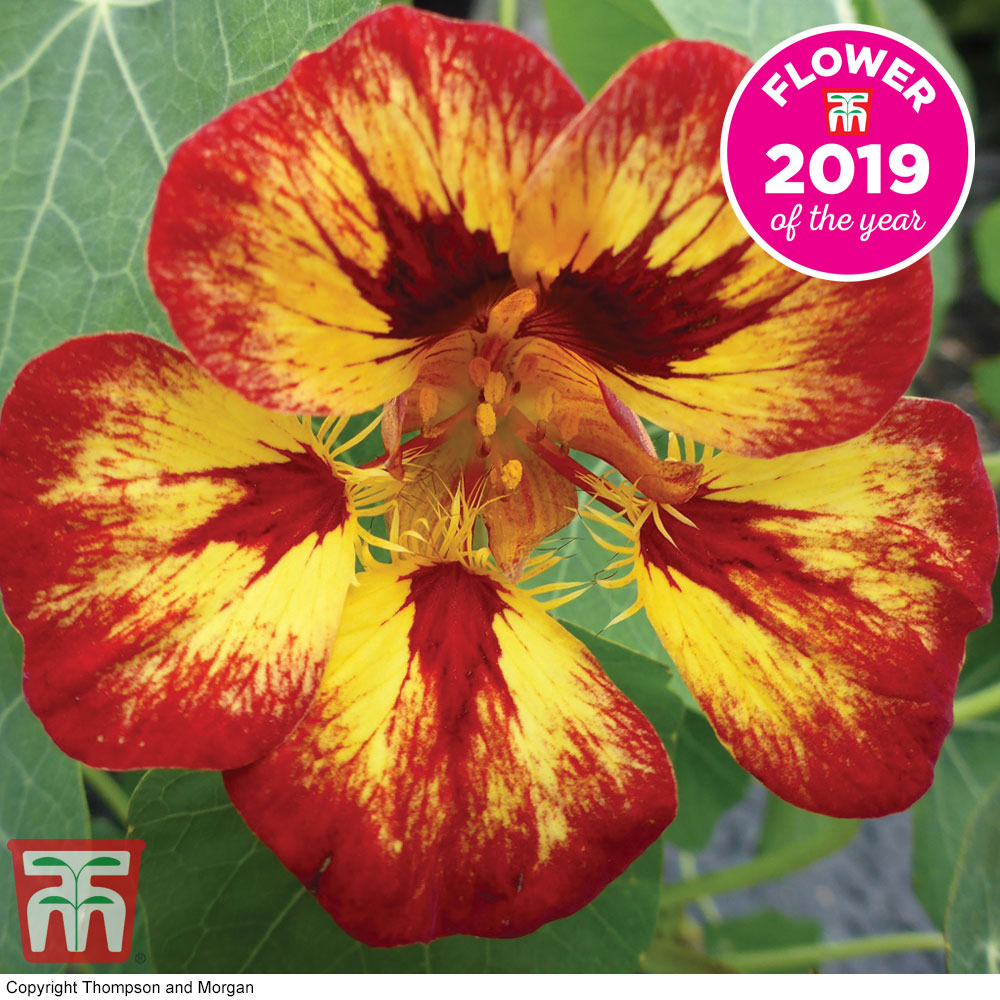 Nasturtium 'Orchid Flame' Seeds