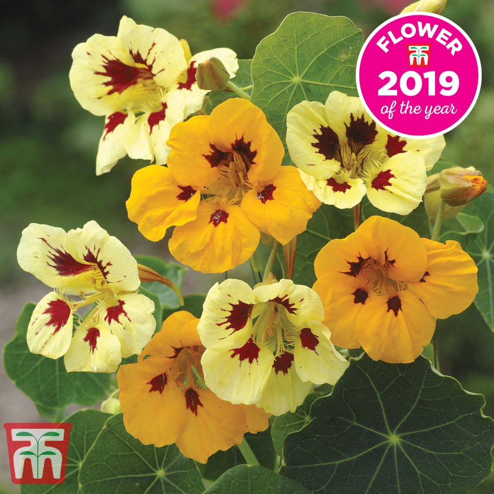 Nasturtium 'Ladybird'