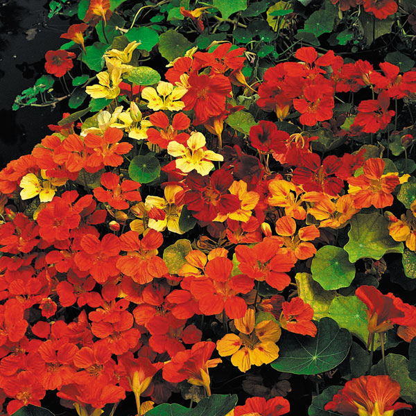 Nasturtium 'Climbing Mixed' (Start-A-Garden&trade; Range)