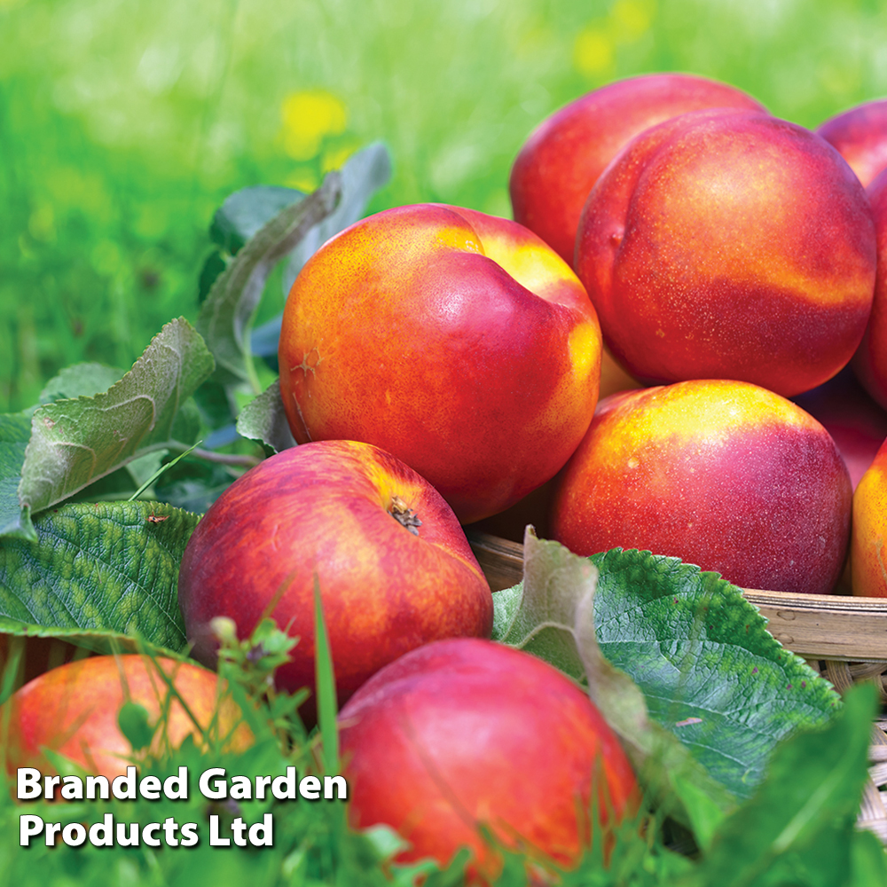 Nectarine 'Fantasia'