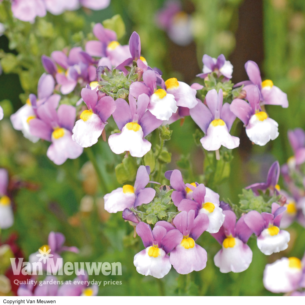 Nemesia 'Seventh Heaven'