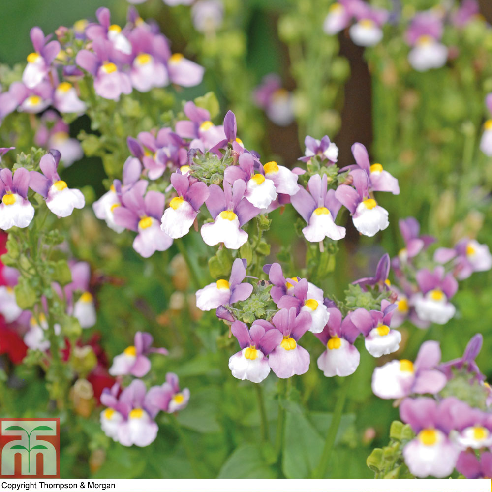 Nemesia 'Seventh Heaven' F1 Hybrid