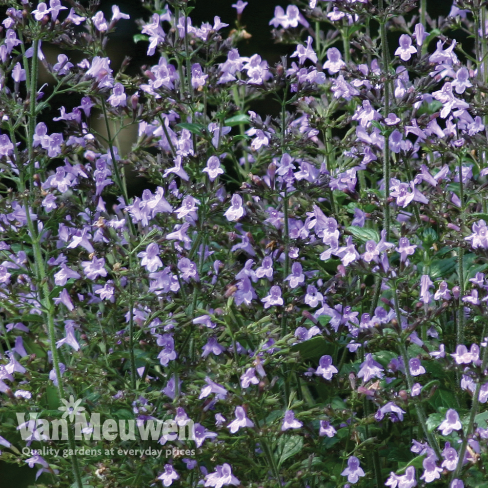 Nepeta Marvelette Blue