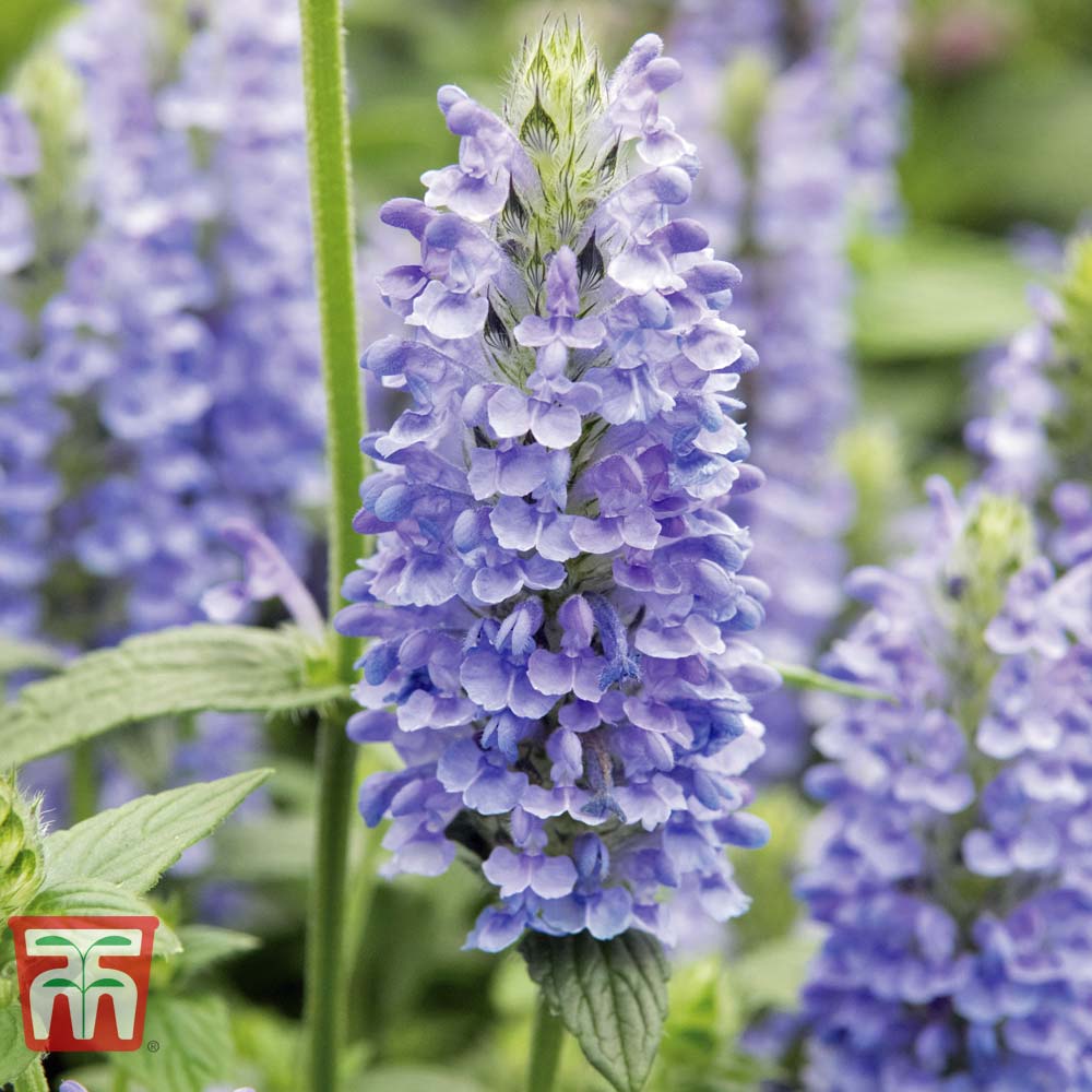 Nepeta nervosa 'Blue Moon'