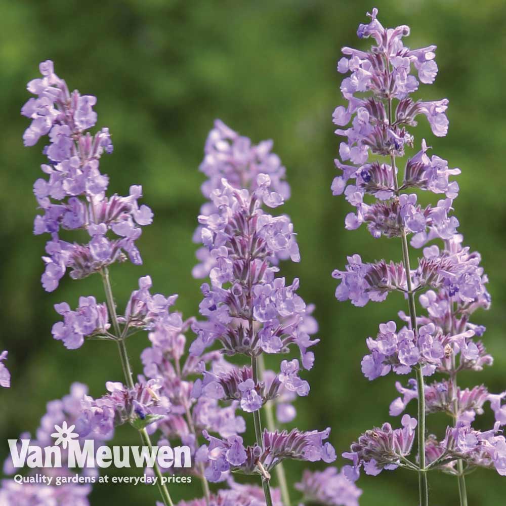 Nepeta 'Six Hills Giant'