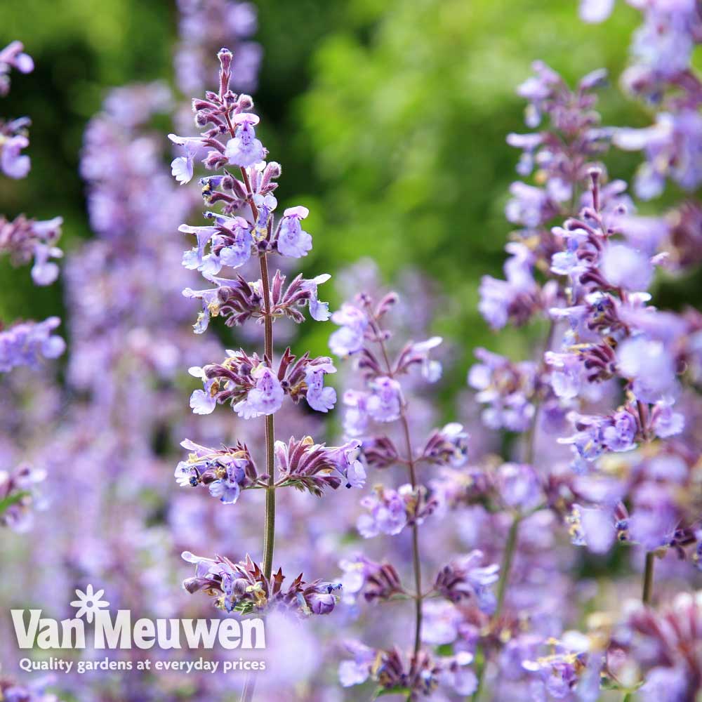 Nepeta 'Purrsian Blue'