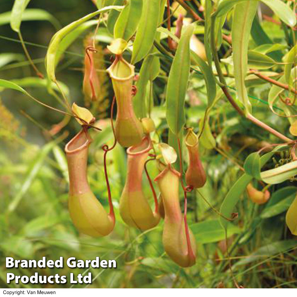 Nepenthes alata (House Plant)