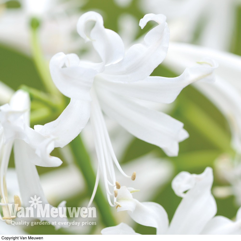 Nerine bowdenii 'Alba'