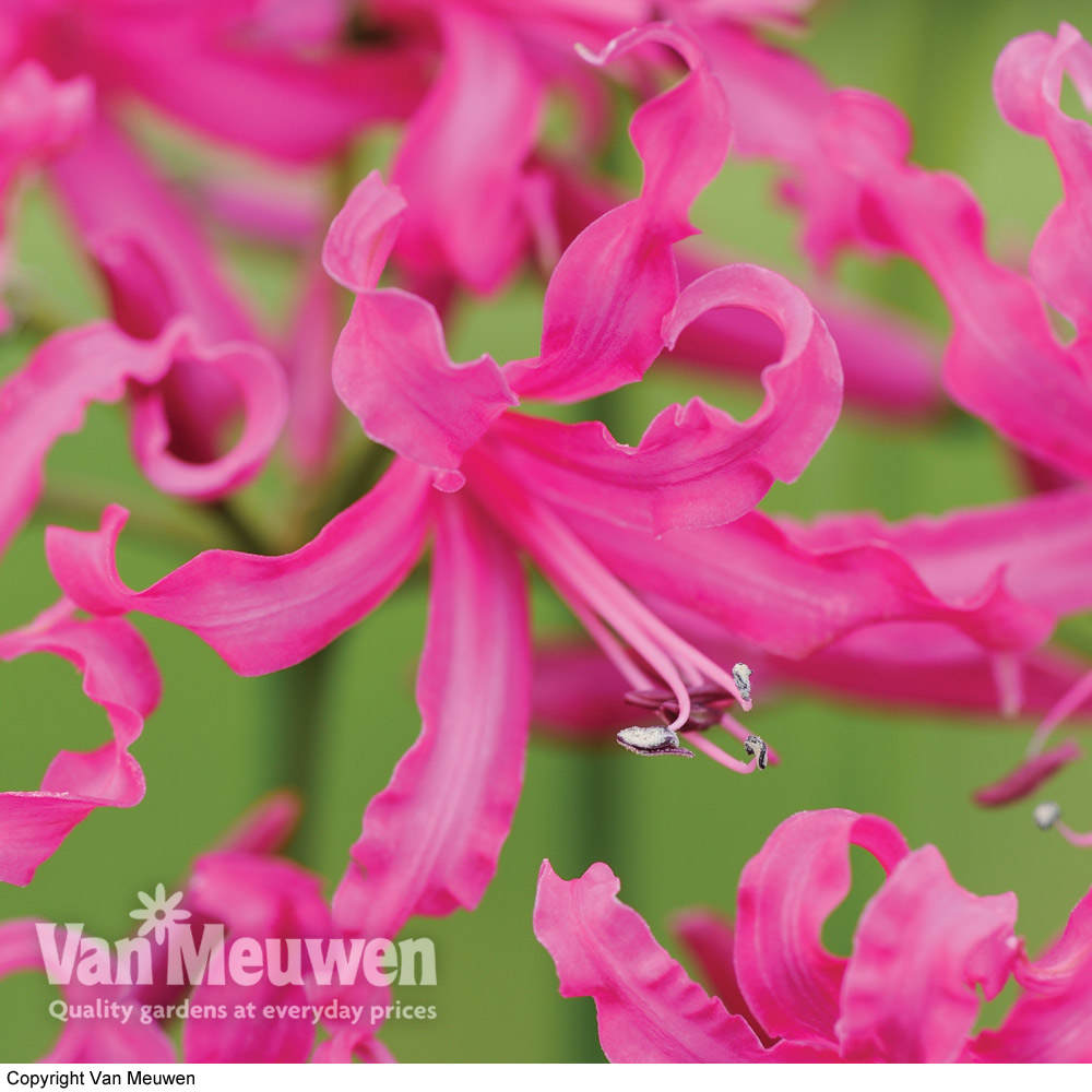 Nerine bowdenii 'Isabel'