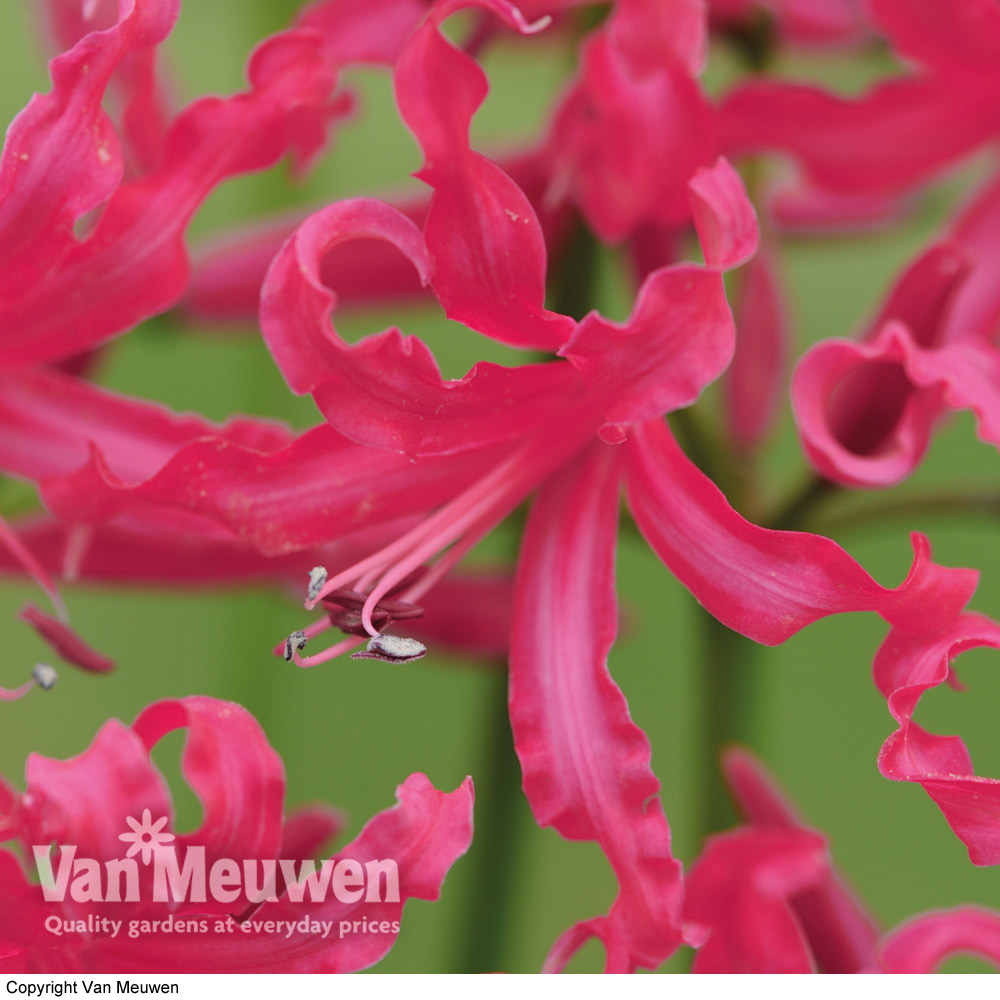 Nerine 'Mr John'