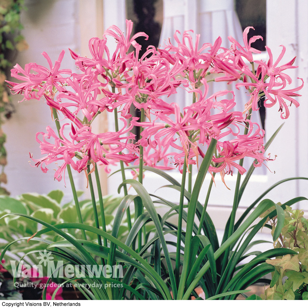 Nerine bowdenii