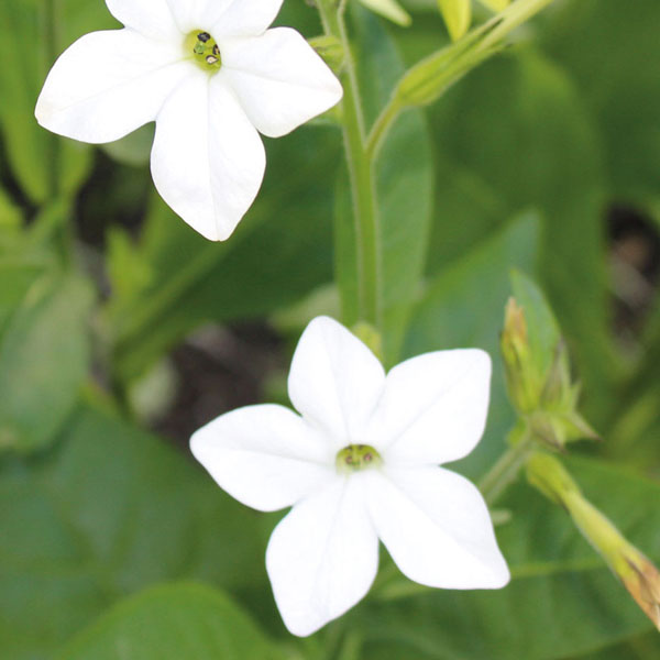 Nicotiana x sanderae 'Fragrant Cloud'