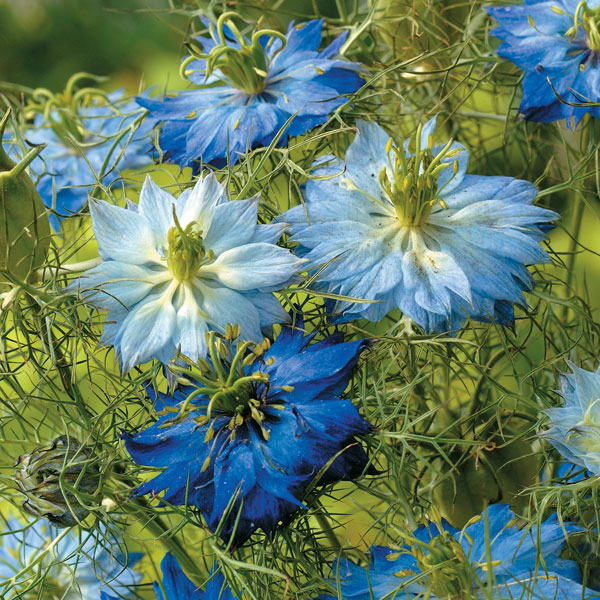 Nigella 'Moody Blues' (Start-A-Garden&trade; Range)