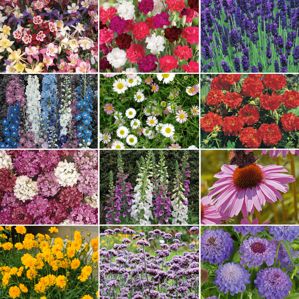 Nurserymans Choice Perennial Mix 36 Plugs + 5 seeds | Van Meuwen