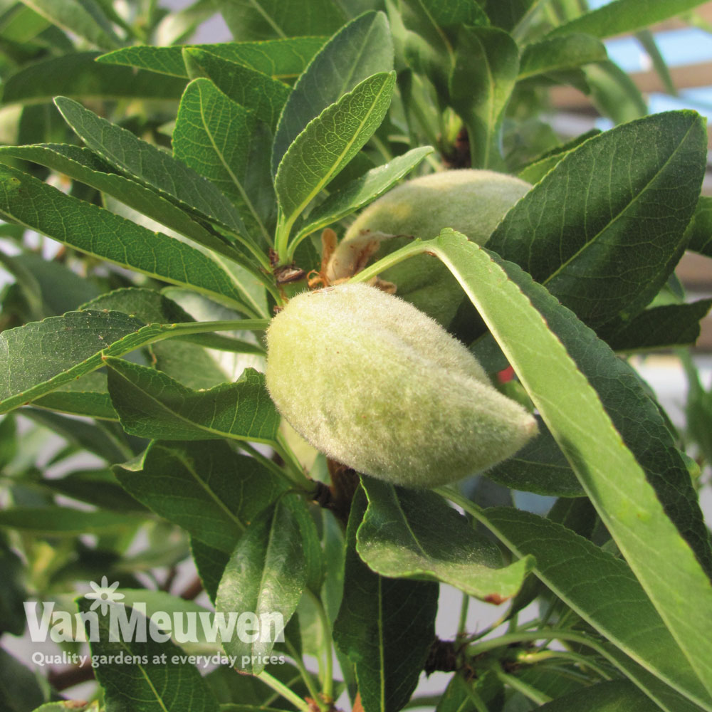 Nut Me&reg; 'Almond Me'