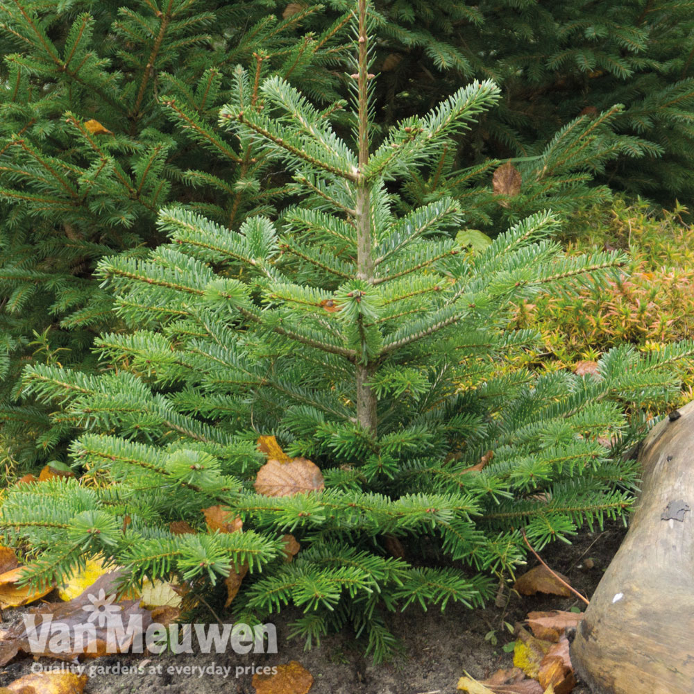 Nordman Fir Tree