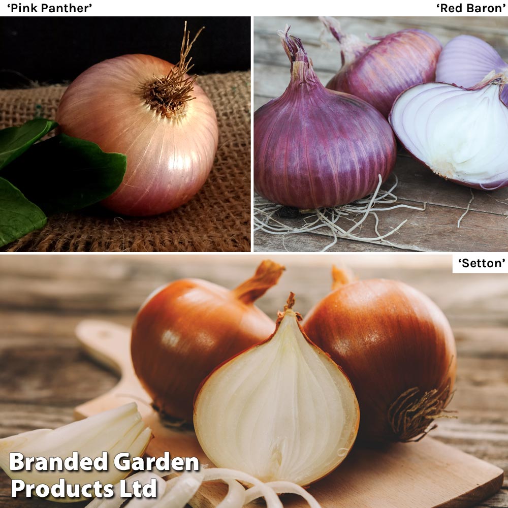 Onion Triple Pack (Spring)